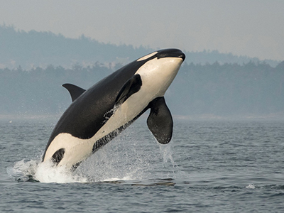 The Salish Sea Trilogy, Part 1: Call of the Orcas - image