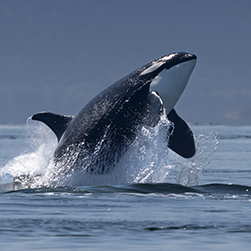The Salish Sea Trilogy